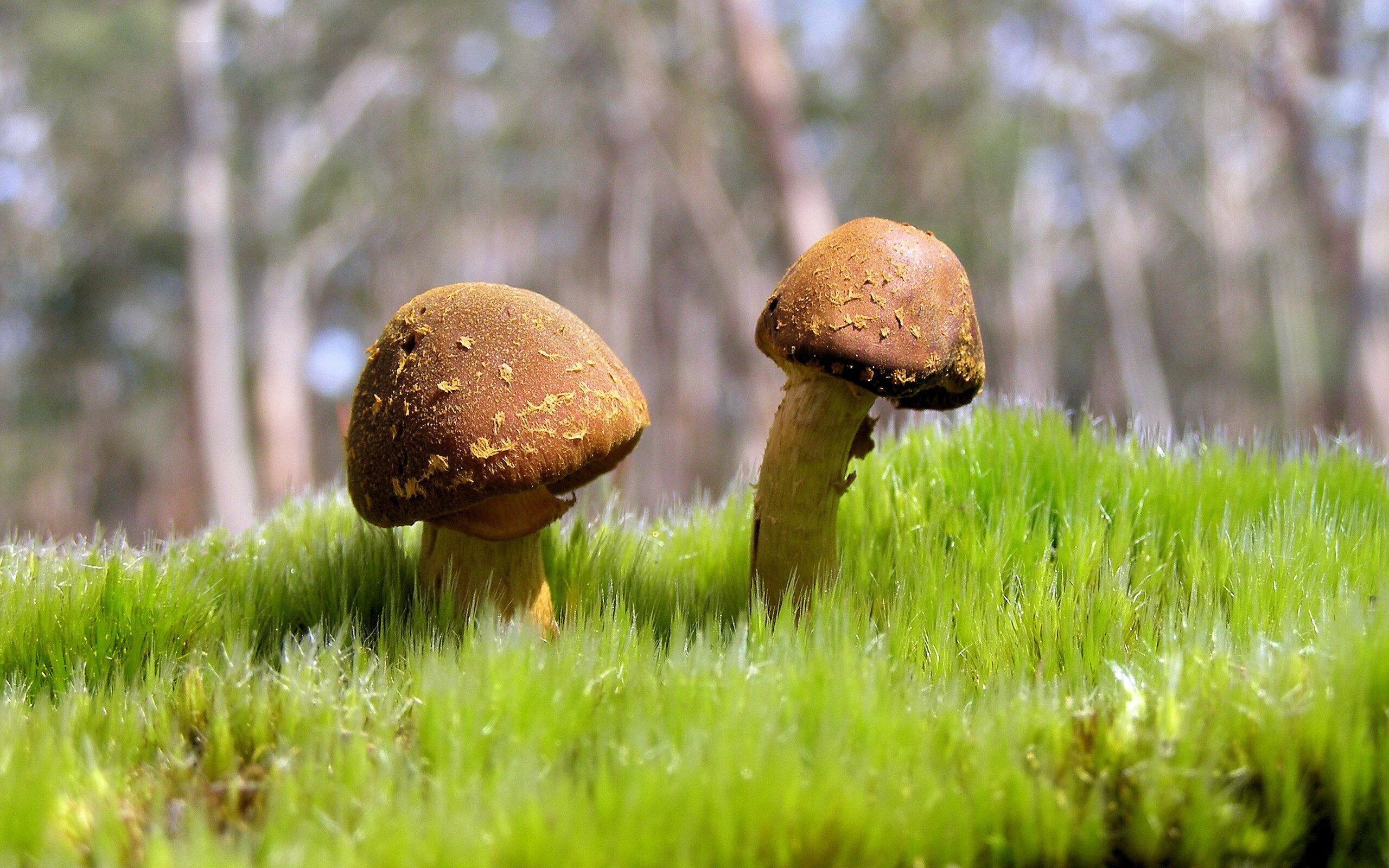 Astralis 与 Bybit 合作,推出联名商品,astro bill