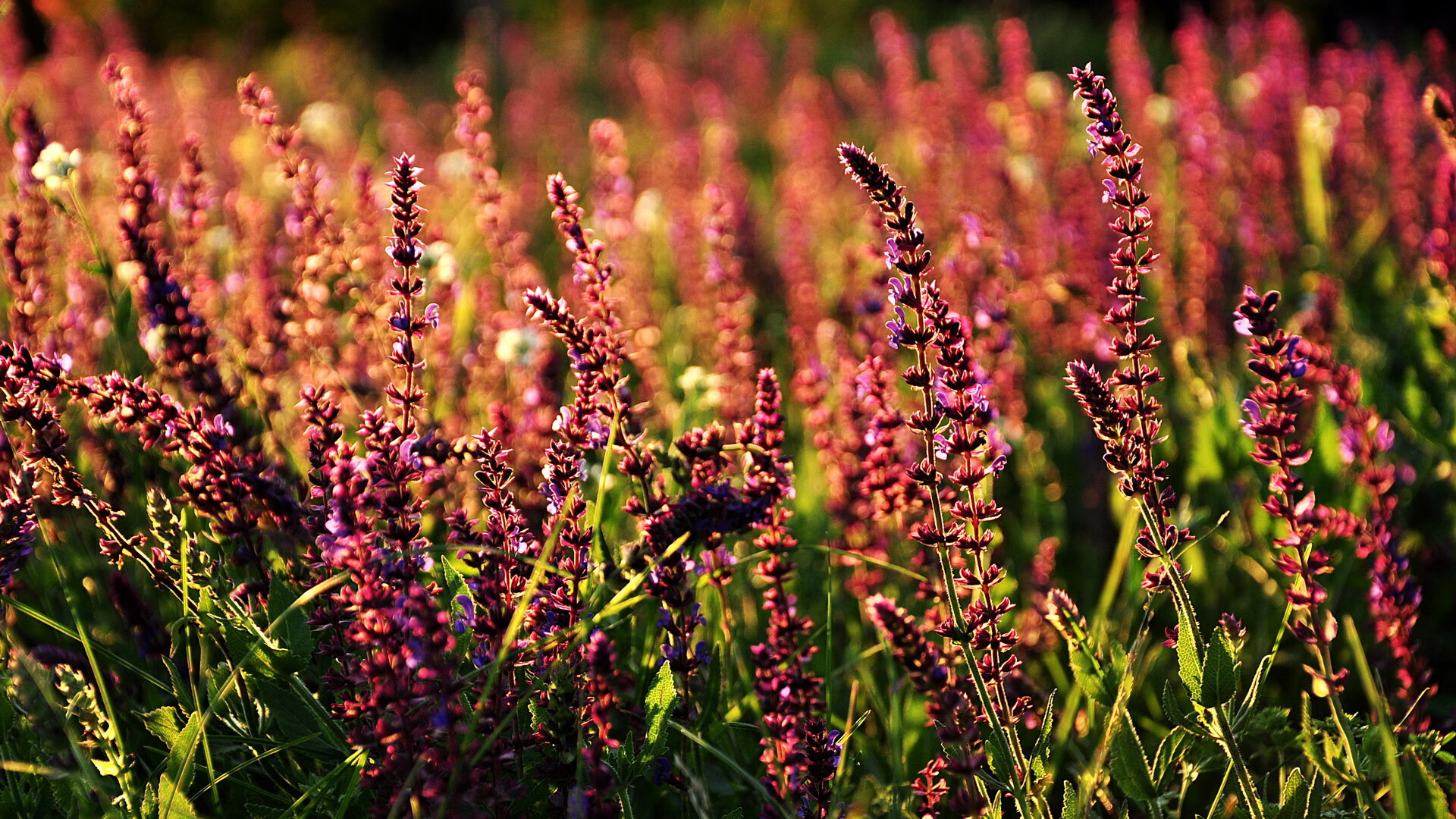 开云体育娱乐app安全-Aster团队配合日益默契，aster team