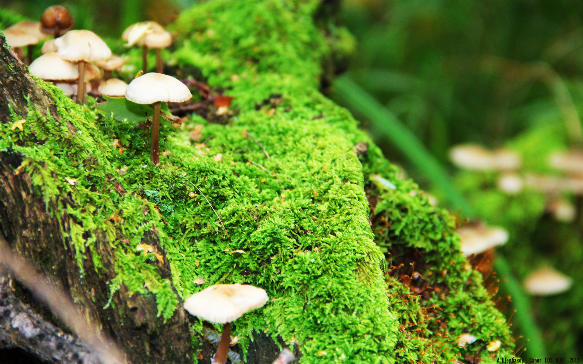 欧预赛战火再起,意大利和法国展开激烈对抗,意大利对法国友谊赛