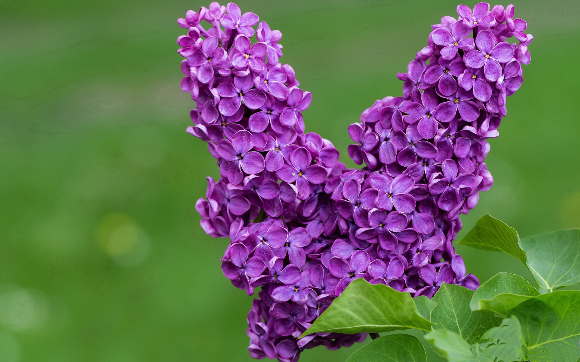 欧洲杯战术大师:变阵巧取反败为胜,欧洲杯揭幕战定律